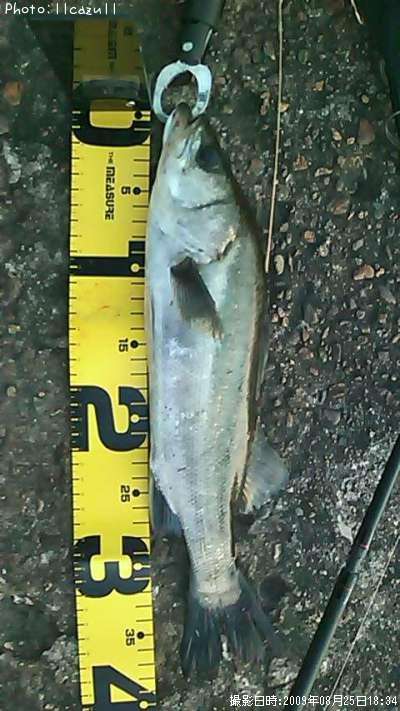 �����Х�