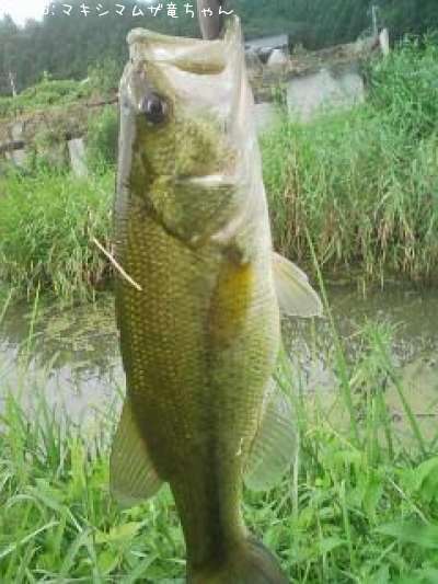 �֥�å��Х�