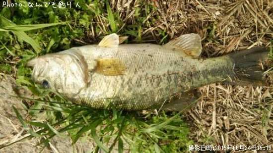 �֥�å��Х�