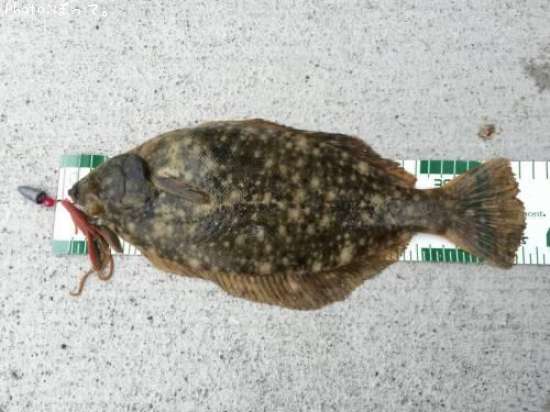 �ޥ����쥤