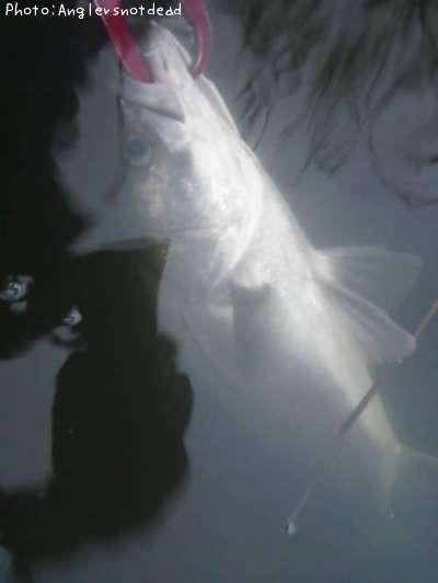 �����Х�