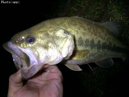 �֥�å��Х�