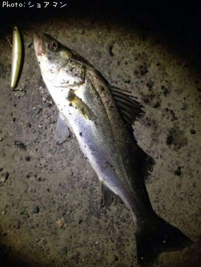 �����Х�