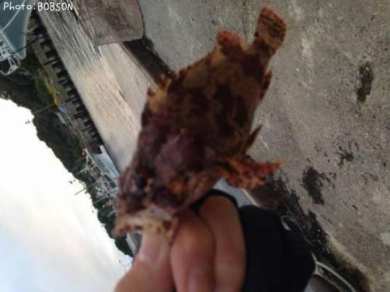 �����֥���饽��