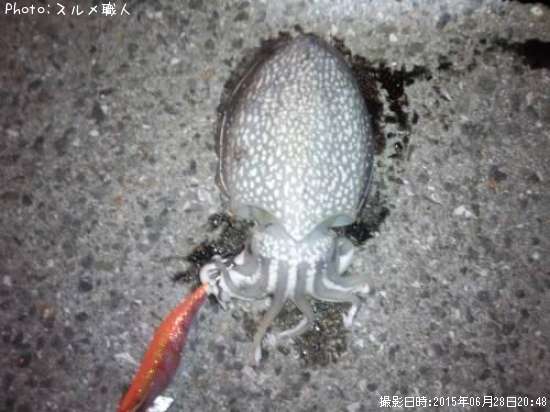 ����䥱����