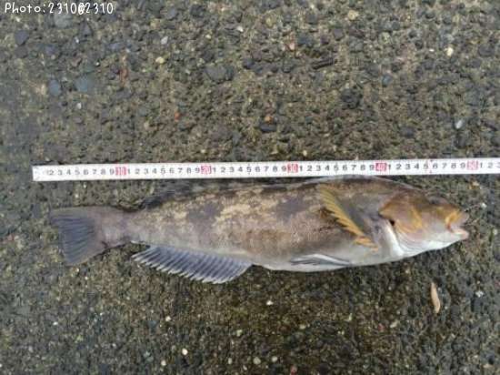 �����ʥ�