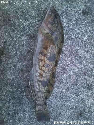 �����ʥ�