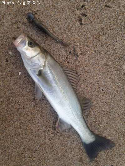 �����Х�