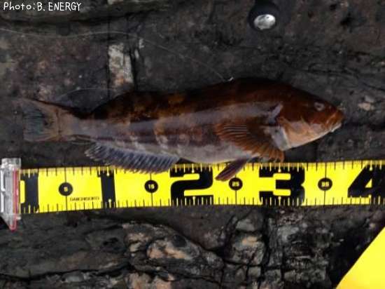 �����ʥ�