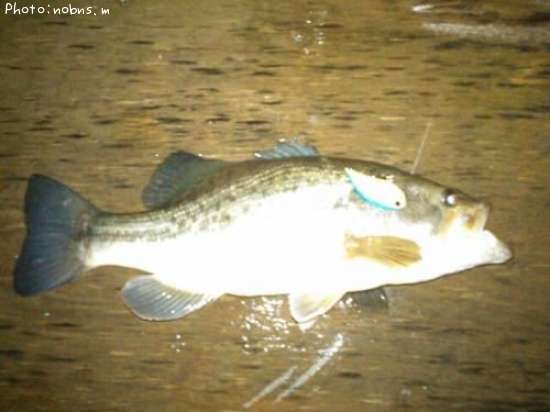 �֥�å��Х�