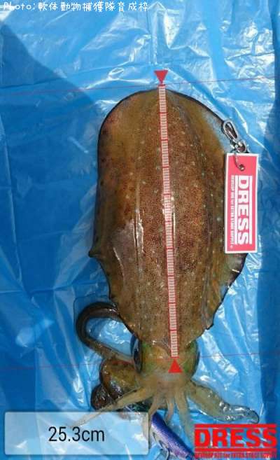 �����ꥤ��