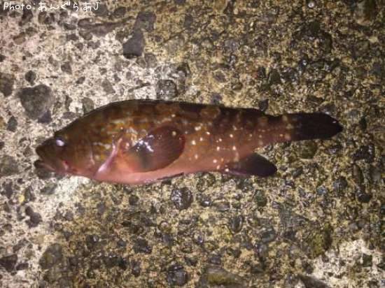 �����ϥ�