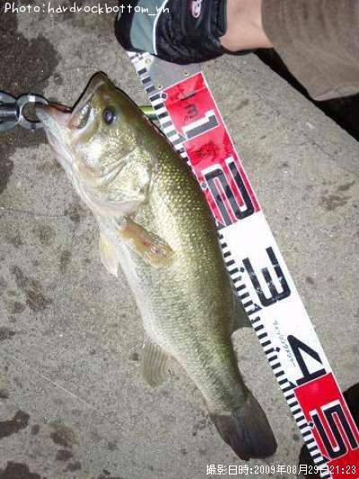 �֥�å��Х�