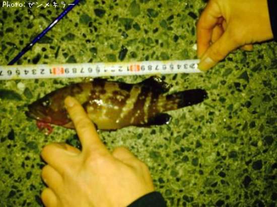 �����ϥ�