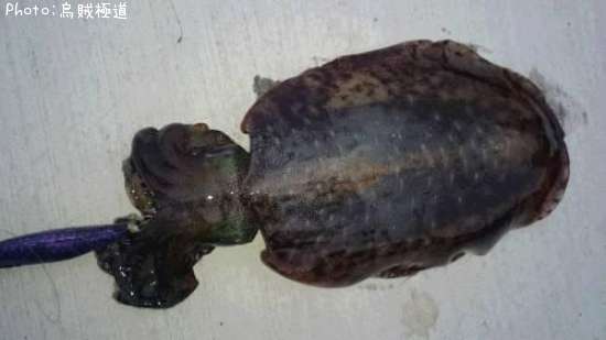 �����ꥤ��