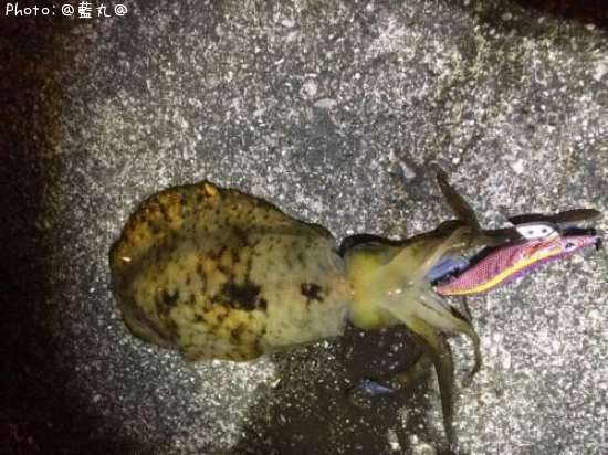 �����ꥤ��