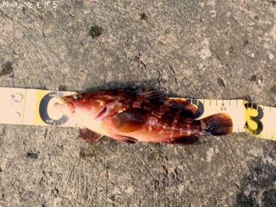 �����ϥ�