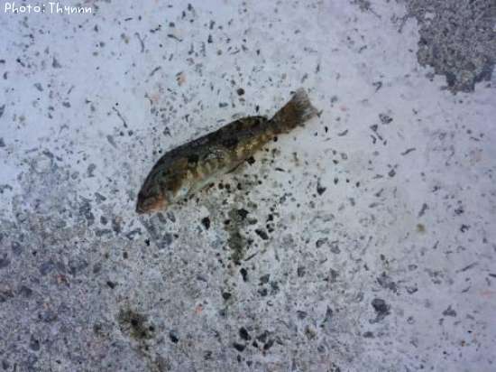 ���ӥ����ʥ�