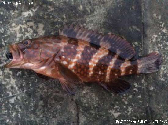 �����ϥ�