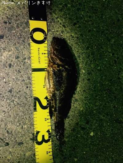 �����Υ������