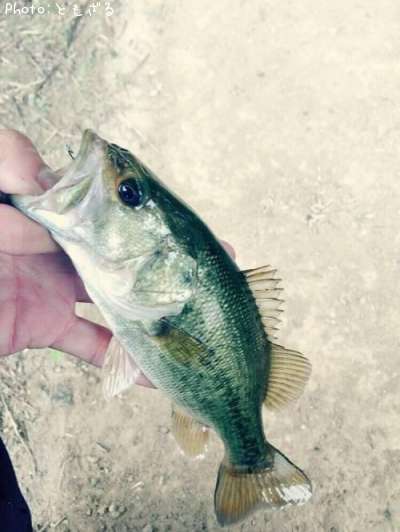 �֥�å��Х�