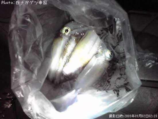 �����ꥤ��