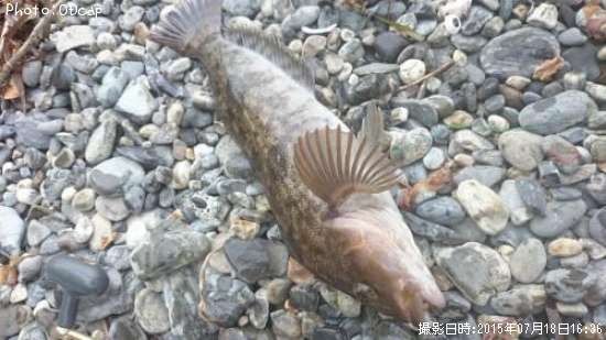 �����ʥ�