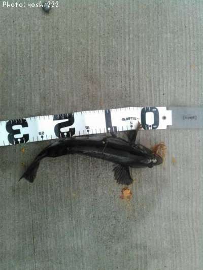 �����ʥ�