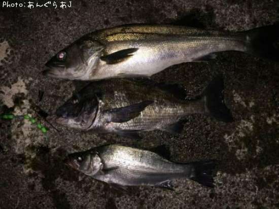 �����Х�