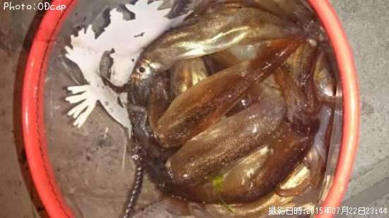 ����ᥤ����