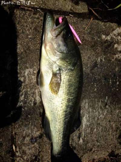 �֥�å��Х�