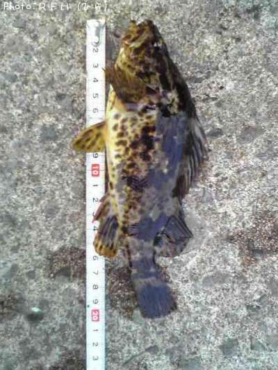 �٥å�������