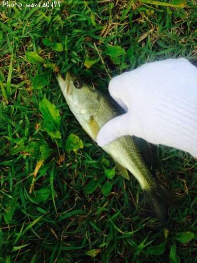 �֥�å��Х�