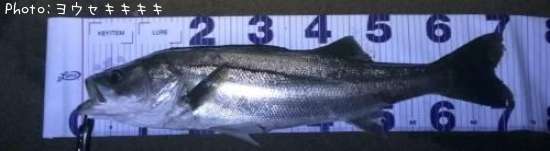 �����Х�