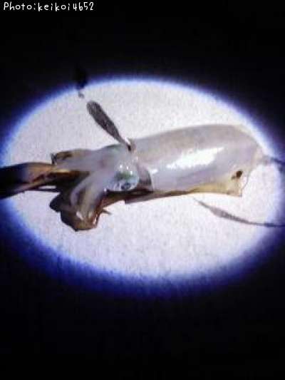 �����ꥤ��