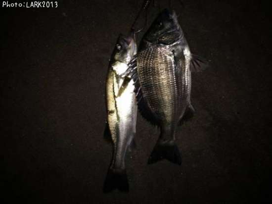 �����Х�������