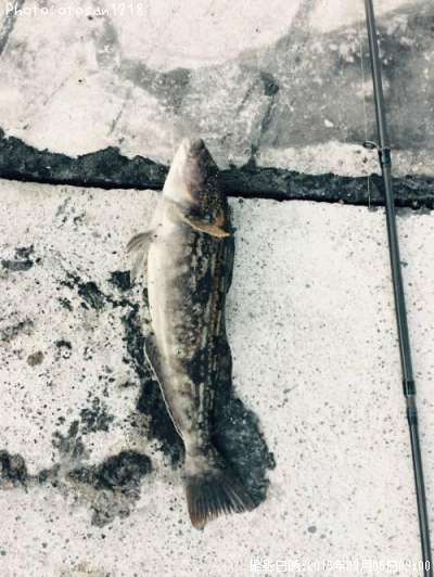 �����ʥ�