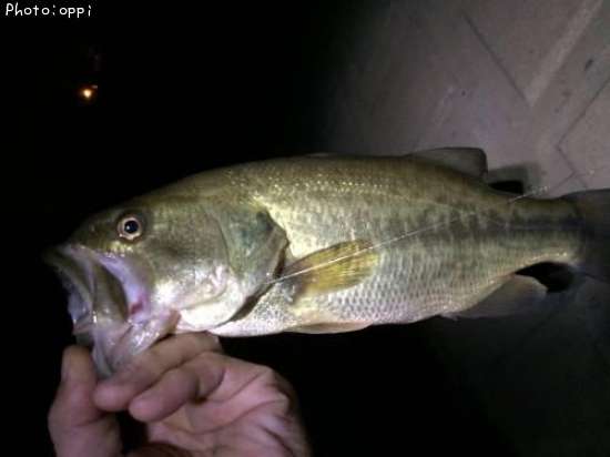 �֥�å��Х�