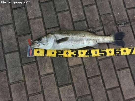 �����Х�