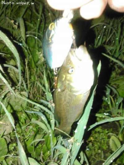 �֥�å��Х�