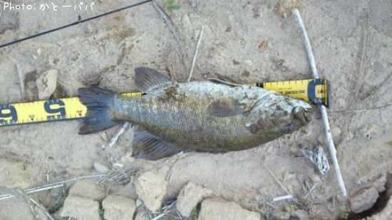 �֥�å��Х�