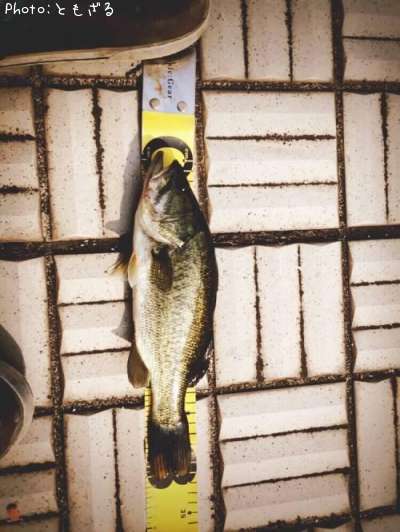 �֥�å��Х�