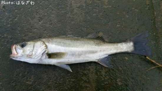 �����Х�