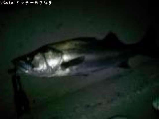 �ޥ륹����