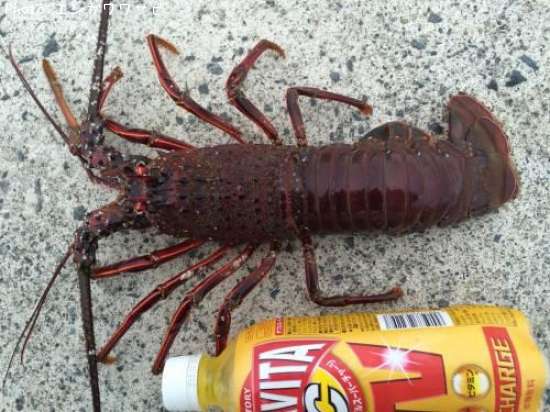 ������Ϸ