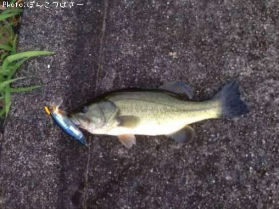 �֥�å��Х�