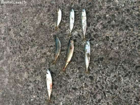 ���С�Ʀ����