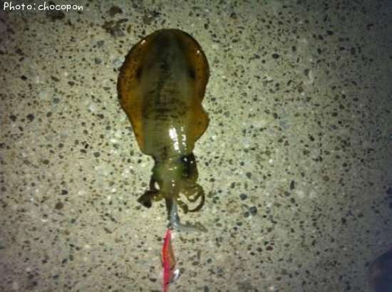 �����ꥤ��