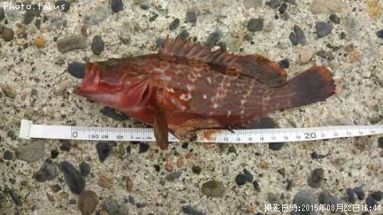 �����ϥ�