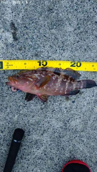 �����ϥ�